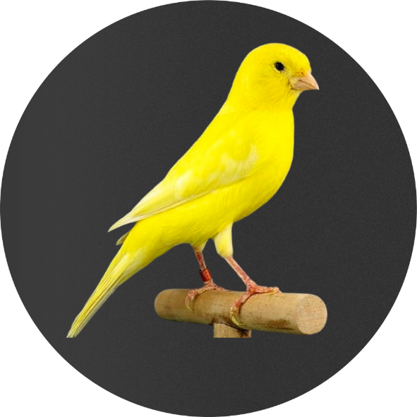 canario