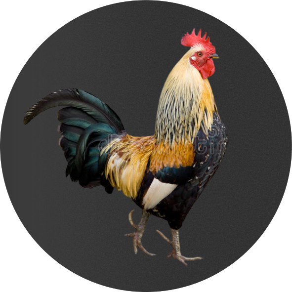 gallo