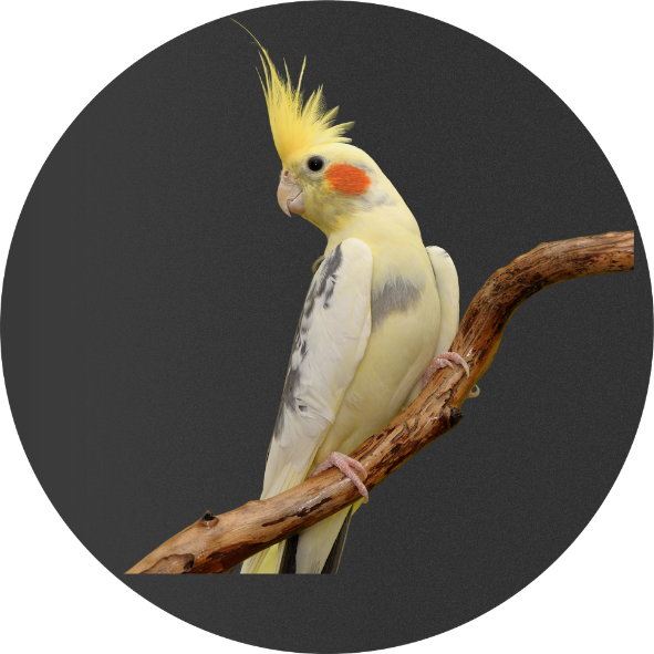 loro